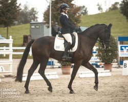 dressage horse Fabrice 72 (German Sport Horse, 2016, from Florenz 71)