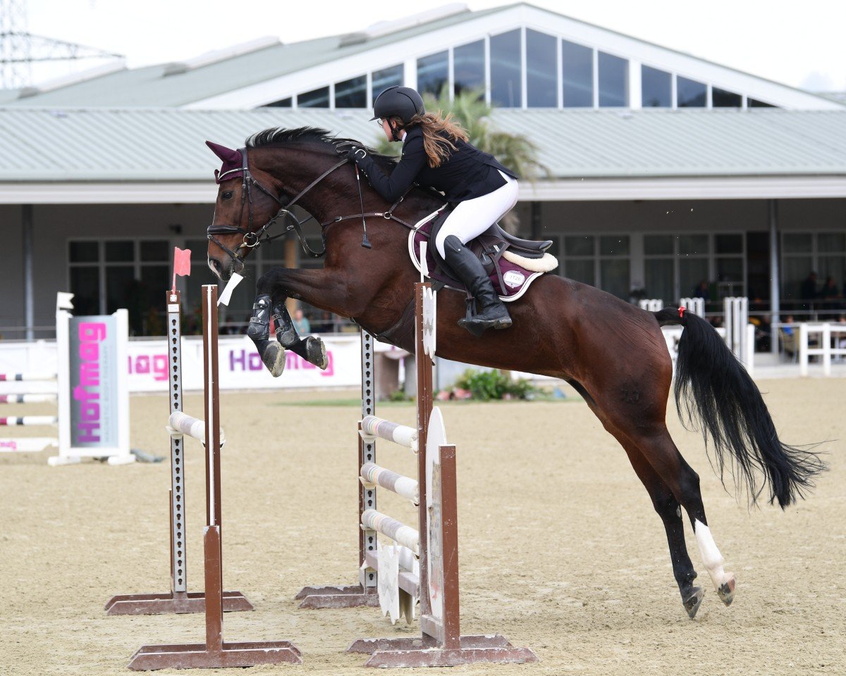 jumper Victoria Secret 3 (Hanoverian, 2011, from Victorio 5)