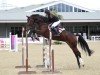 jumper Victoria Secret 3 (Hanoverian, 2011, from Victorio 5)