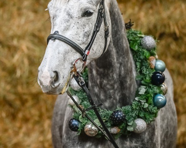 Springpferd Cristy White (unbekannt, 2019)