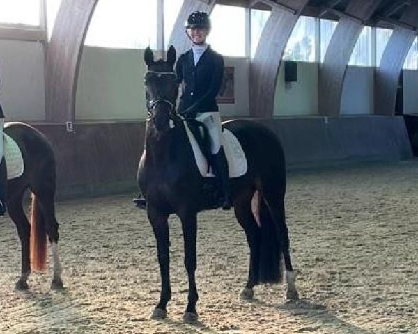 dressage horse Fidia 3 (Oldenburg, 2019, from Fidertanz)