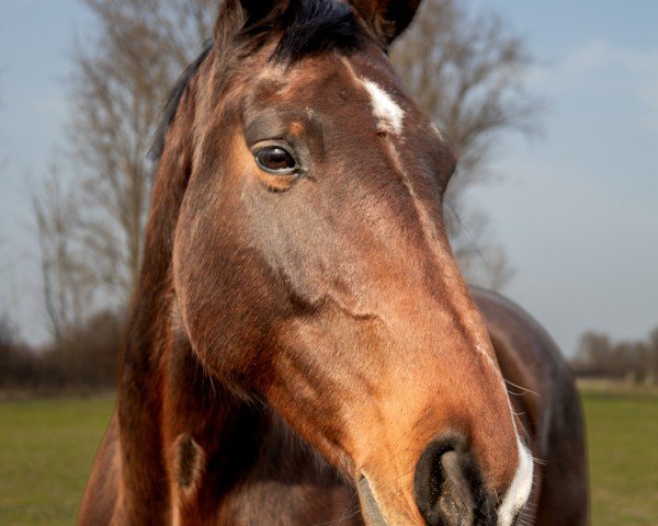 Pferd Magic Lady (Österreichisches Warmblut, 2011, von Colonado)