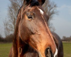 horse Magic Lady (Austrian Warmblood, 2011, from Colonado)