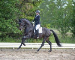 dressage horse Ferrero A (Hanoverian, 2018, from Fürstenball)