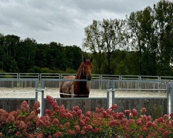 dressage horse Masterpiece S (Oldenburg, 2020, from Maracana)