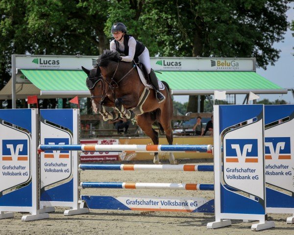 jumper Victory Z (Zangersheide riding horse, 2017, from Vigo d'Arsouilles)