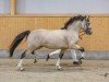 Deckhengst Cornwall Optimus Prime WE (Welsh-Cob (Sek. D), 2021, von Gwynfaes Orig)