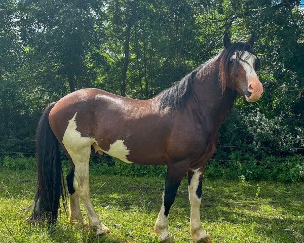 stallion Glyncoch Domino (Welsh-Cob (Sek. C), 2020, from Oldeworlde the Billionaire)