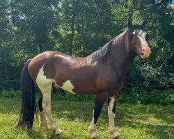 stallion Glyncoch Domino (Welsh-Cob (Sek. C), 2020, from Oldeworlde the Billionaire)