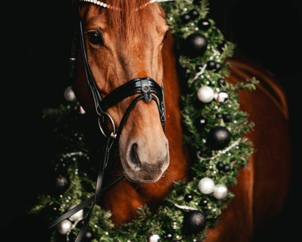 dressage horse Valentina 148 (Westphalian, 2016, from Vitalis)