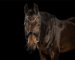 dressage horse Dantino R (Rhinelander, 2016, from Dante Weltino Old)