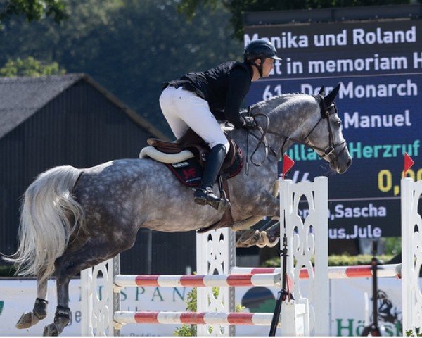 Deckhengst Der Monarch (Trakehner, 2018, von Abdullah)