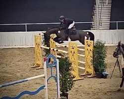 jumper Daratheon (Hanoverian, 2017, from Diacontinus)