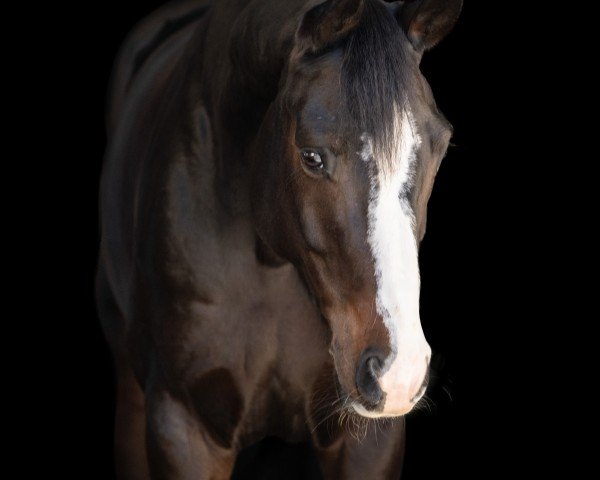 dressage horse Fiora 28 (Hanoverian, 2016, from Fürstenhof)