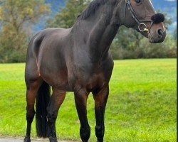 jumper Darwin C (Hanoverian, 2011, from Diarado)