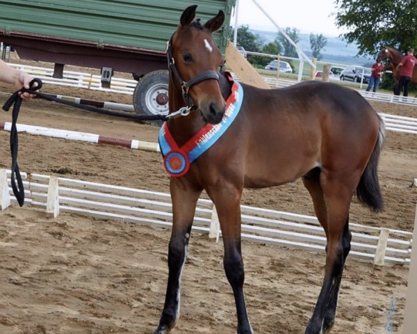 Springpferd Casiro Grande (Deutsches Sportpferd, 2019, von Casino Grande)