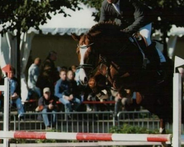 horse Diamond way (Oldenburg, 1997, from Donnerhall)