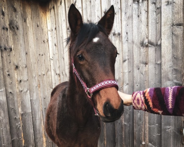 Fohlen von Ringelblümchen (Trakehner, 2024, von Königsmarck)