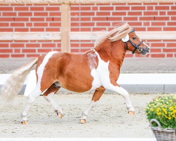 Deckhengst Moorguts Einstein (Shetland Pony (unter 87 cm), 2022)