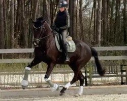 dressage horse Secret's Stern K. (German Sport Horse, 2018, from Secret)