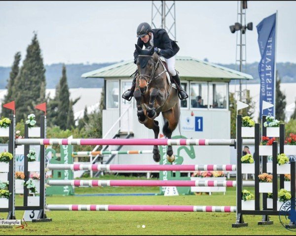 jumper Dorothy 9 (German Sport Horse, 2015, from Diarado's Boy)