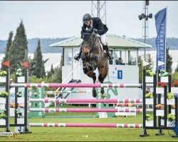 jumper Dorothy 9 (German Sport Horse, 2015, from Diarado's Boy)