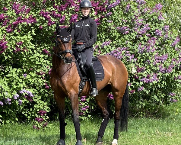 dressage horse Fineline 4 (German Sport Horse, 2018, from Fürst Magic)