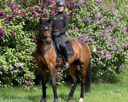 dressage horse Fineline 4 (German Sport Horse, 2018, from Fürst Magic)