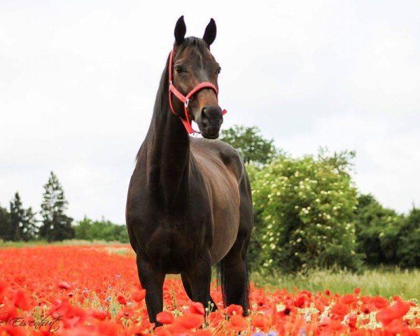 horse Sonja Girl (Thoroughbred, 2005, from Horatio Luro xx)