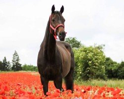 Pferd Sonja Girl (Englisches Vollblut, 2005, von Horatio Luro xx)