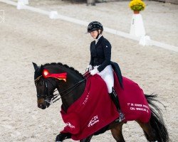 dressage horse Quaterback's Diamond (Hanoverian, 2014, from Quaterback)