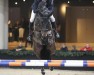 jumper Nice Queen (KWPN (Royal Dutch Sporthorse), 2018, from Il Est Balou)