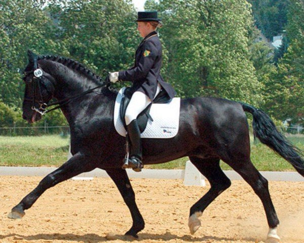 stallion Carlos (Heavy Warmblood, 1991, from Capitän Mo 1425)