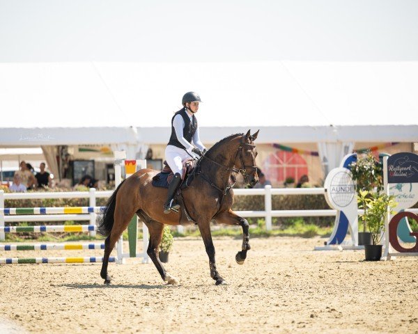 Springpferd Casiros Spirit (Rheinländer, 2019, von Casiro I)