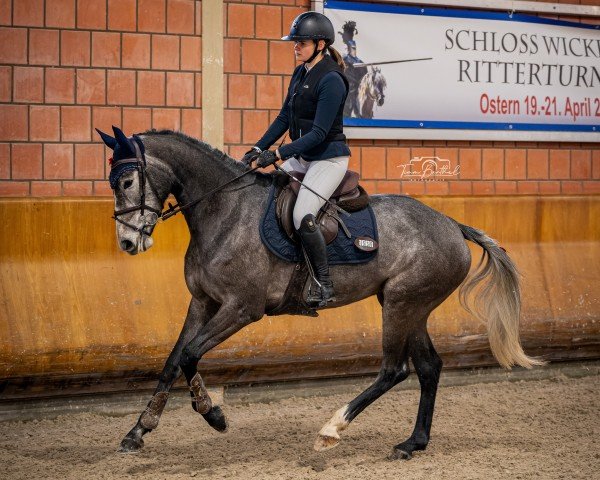 Springpferd Unique van de Witte Barier (Großbritannien Warmblut, 2020)