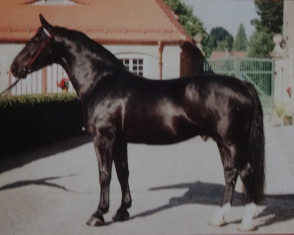 Deckhengst Elton Son (Schweres Warmblut, 1994, von Elton Mo 1445)