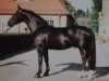 Deckhengst Elton Son (Schweres Warmblut, 1994, von Elton Mo 1445)