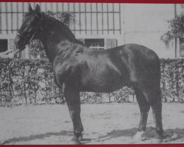 stallion Gründer Mo 570 (Gral) (Heavy Warmblood, 1935, from Gruso I Mo 138)