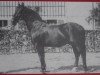 stallion Gründer Mo 570 (Gral) (Heavy Warmblood, 1935, from Gruso I Mo 138)