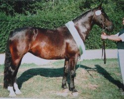 Zuchtstute Alina (Schweres Warmblut, 1998, von Egner)