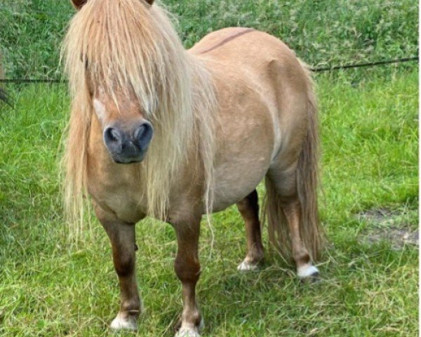 broodmare Rapunzel vom Ellernbrook (Shetland pony (under 87 cm), 2002, from Harlequin Emperor)