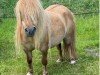 broodmare Rapunzel vom Ellernbrook (Shetland pony (under 87 cm), 2002, from Harlequin Emperor)