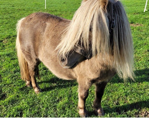 Zuchtstute Roxanna vom Ellernbrook (Shetland Pony (unter 87 cm), 2018, von Greylight B)