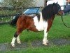 Deckhengst Parlington Foxy (Shetland Pony (unter 87 cm), 1992, von Parlington Peregrine)