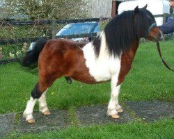 stallion Parlington Foxy (Shetland pony (under 87 cm), 1992, from Parlington Peregrine)