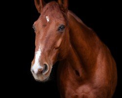 jumper Comantchero Des Bles (anglo european sporthorse, 2012, from Salvador V)