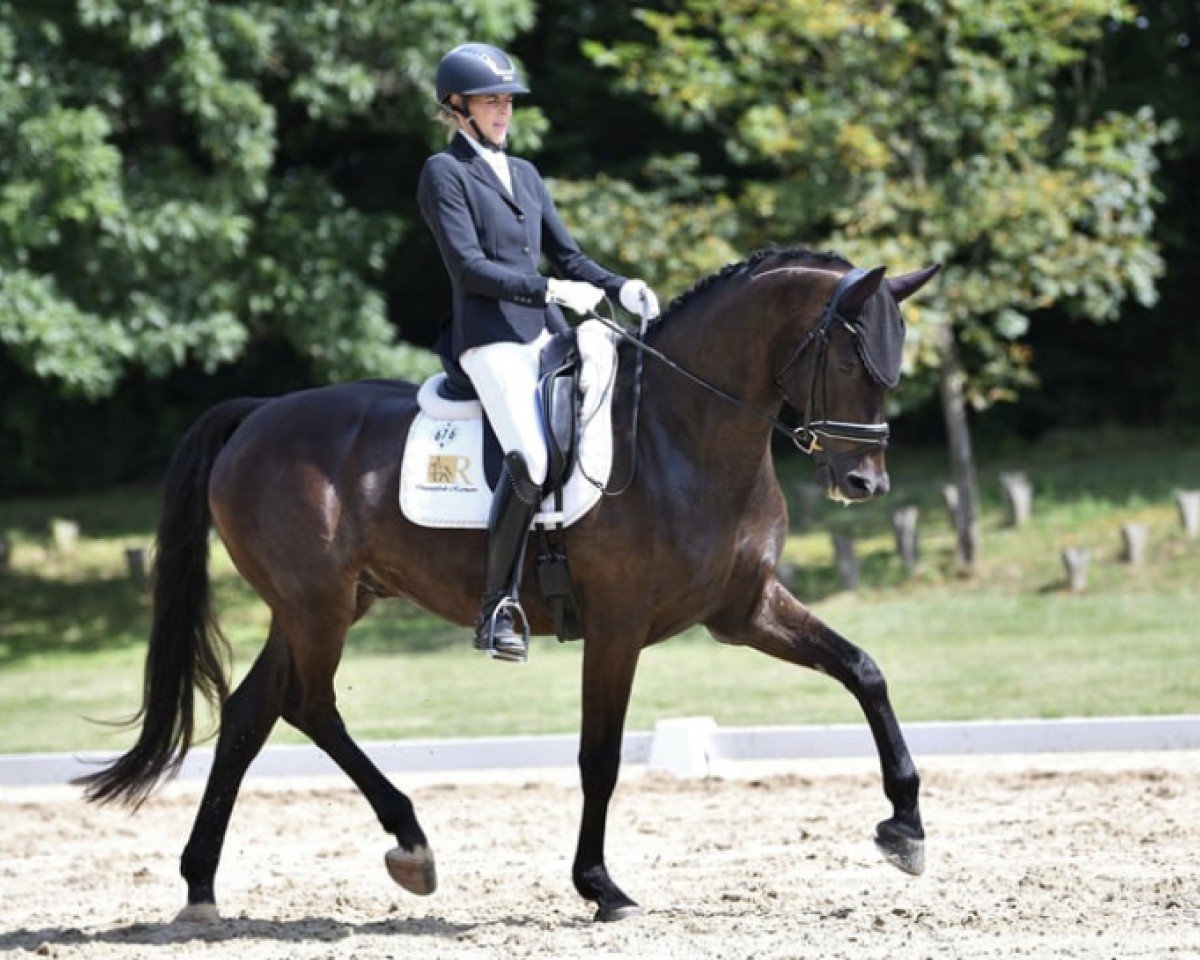 Dressurpferd San Unico ZGE (Österreichisches Warmblut, 2018, von Sensation)