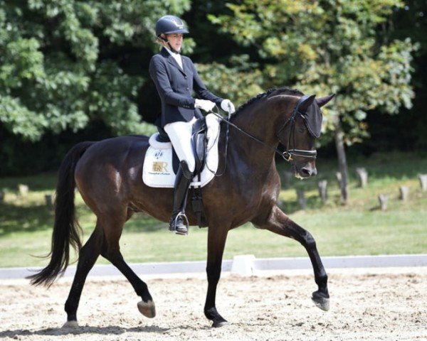 dressage horse San Unico ZGE (Austrian Warmblood, 2018, from Sensation)