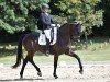 dressage horse San Unico ZGE (Austrian Warmblood, 2018, from Sensation)