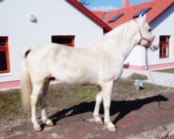 stallion 4064 Shagya II-4 Ahmed (Shagya Arabian, 1992, from Saphir I (Shagya II))